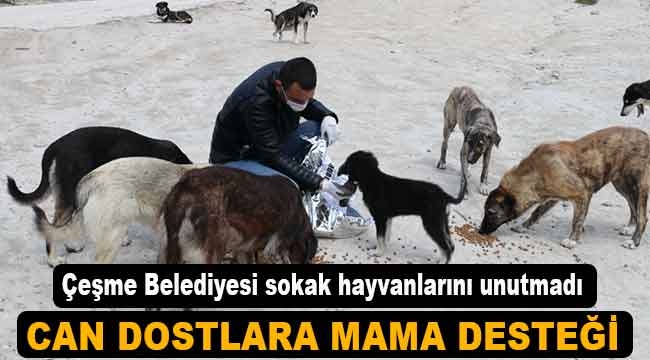 Çeşme Belediyesi sokak hayvanlarını unutmadı