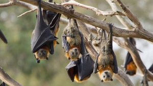 Doğal hayatın talan edilmesi virüslerin hayvanlardan insanlara geçişine neden oldu