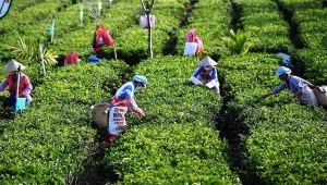 'En kaliteli' çayın hasadı başladı