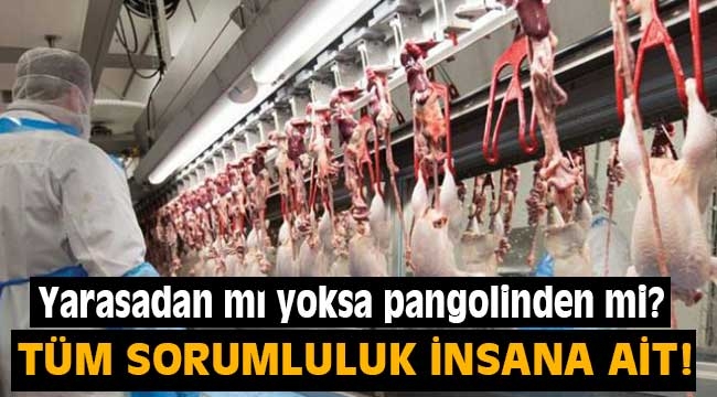 Koronavirüs de dahil tüm 'zoonotik' hastalıkların sorumluluğu insana ait