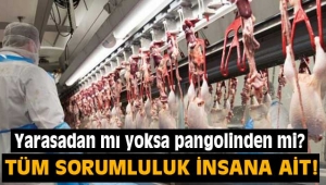Koronavirüs de dahil tüm 'zoonotik' hastalıkların sorumluluğu insana ait