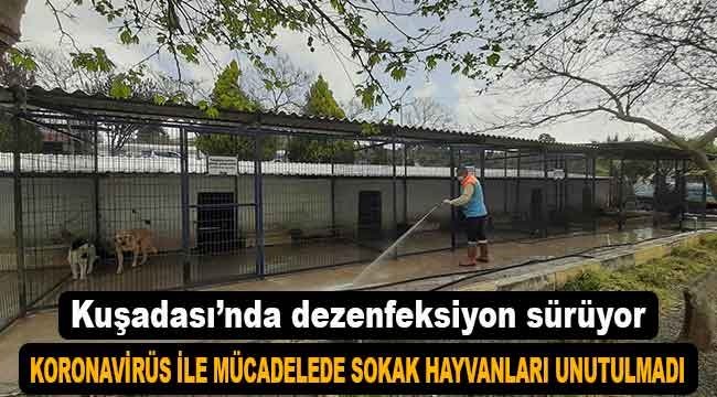 Kuşadası Belediyesi, sokak hayvanlarını unutmadı