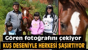  Kuş deseni ile herkesi şaşırtıyor !