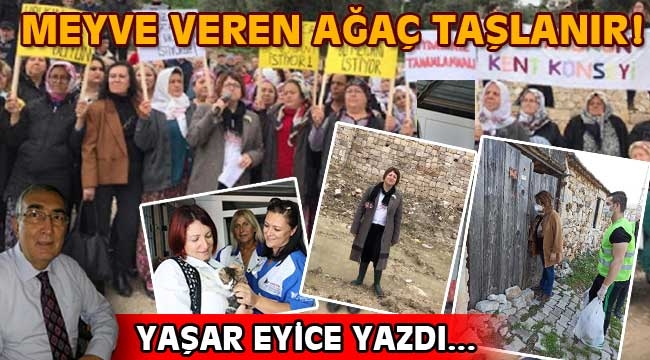 Meyve veren ağaç taşlanır! 