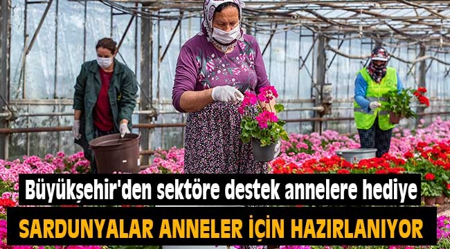 Sardunyalar anneler günü için hazırlanıyor