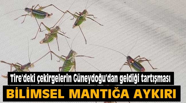 Tire'deki çekirgelerin Güneydoğu'dan geldiği tartışması: Bilimsel mantığa aykırı