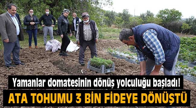 Yamanlar domatesinin dönüş yolculuğu başladı!