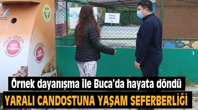 Yaralı can dostuna yaşam seferberliği