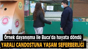 Yaralı can dostuna yaşam seferberliği