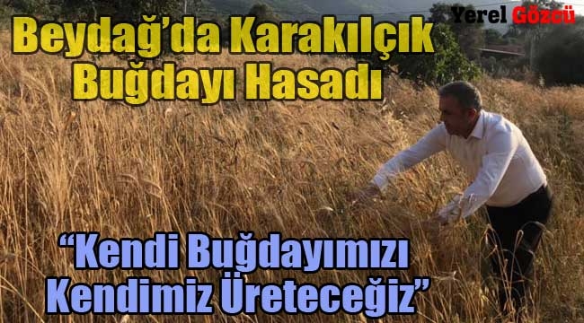 Beydağ'da Karakılçık Buğdayı Hasadı