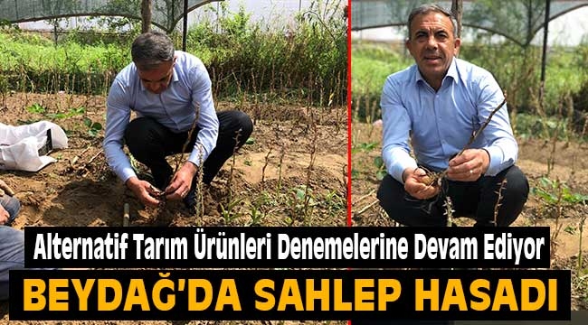 Beydağ'da Salep Hasadı