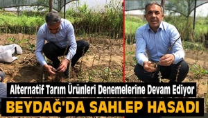 Beydağ'da Salep Hasadı