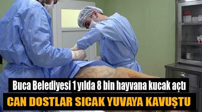 Buca Belediyesi 1 yılda 8 bin hayvana kucak açtı