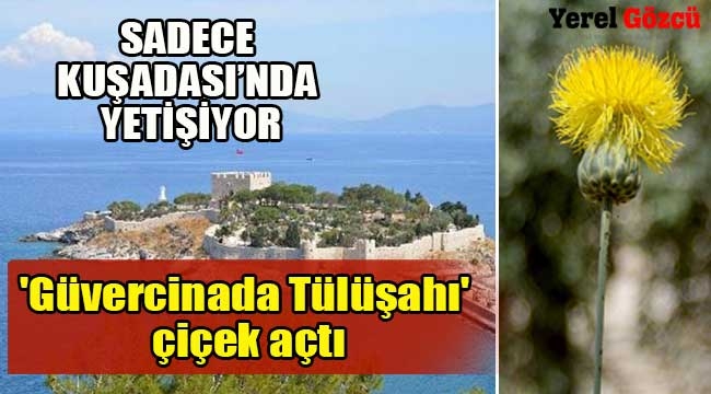 'Güvercinada Tülüşahı' çiçek açtı