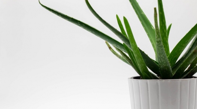 Aloe Vera bitkisinin faydaları nelerdir?