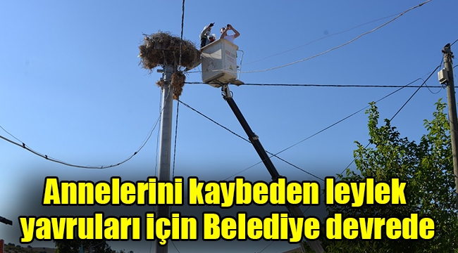 Annelerini kaybeden leylek yavruları için Belediye devrede