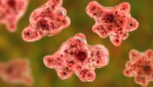 'Beyin yiyen amip' alarmı