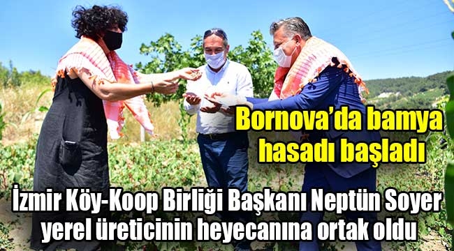 Bornova'da bamya hasadı başladı