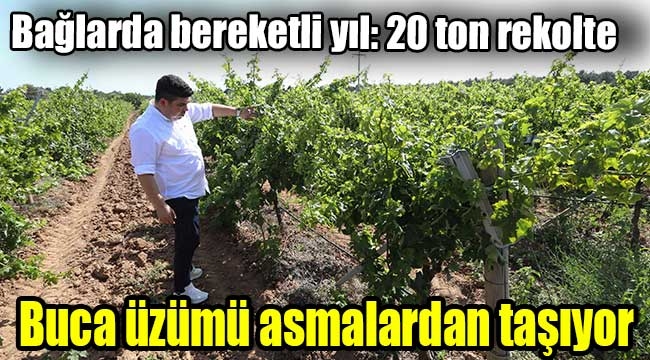 Buca üzümü asmalardan taşıyor