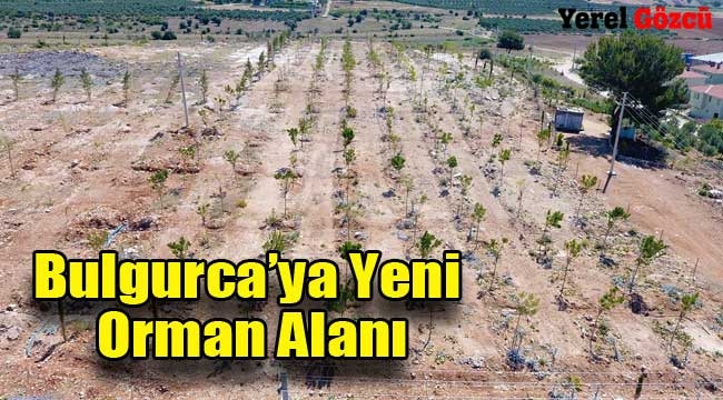 Bulgurca'ya Yeni Orman Alanı