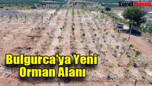 Bulgurca'ya Yeni Orman Alanı
