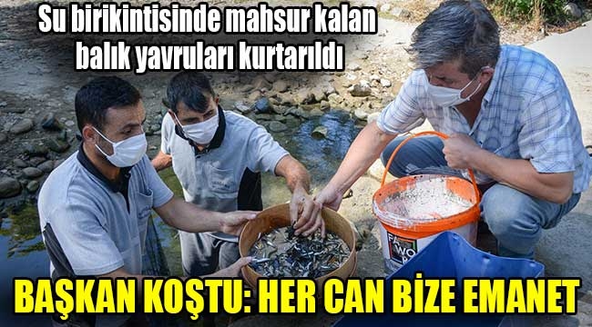 Su birikintisinde mahsur kalan balık yavruları kurtarıldı