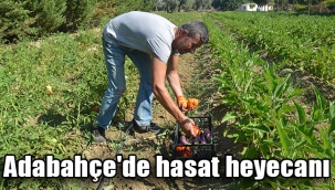 Adabahçe'de hasat heyecanı