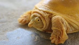 Dünyada 5'incisi bulundu!