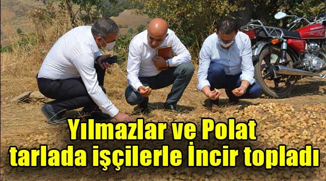 Yılmazlar ve Polat tarlada işçilerle İncir topladı