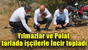 Yılmazlar ve Polat tarlada işçilerle İncir topladı