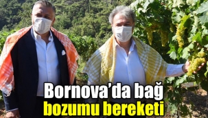 Bornova'da bağ bozumu bereketi