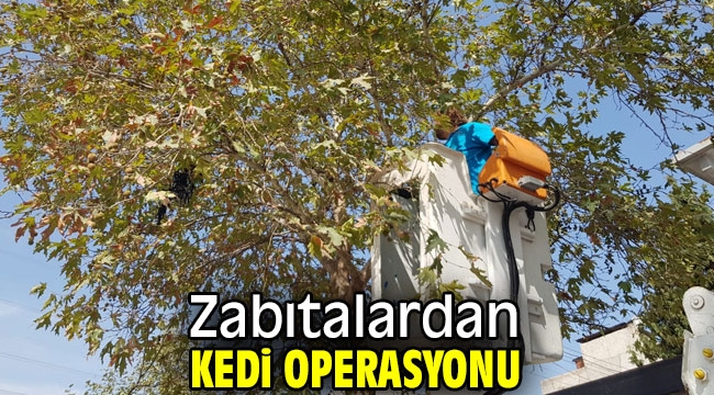 Bornova'da zabıtalardan kedi operasyonu