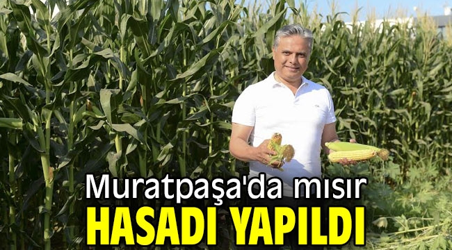 Muratpaşa'da mısır hasadı yapıldı