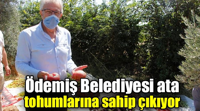 Ödemiş Belediyesi ata tohumlarına sahip çıkıyor