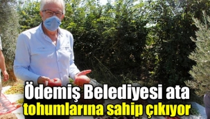 Ödemiş Belediyesi ata tohumlarına sahip çıkıyor