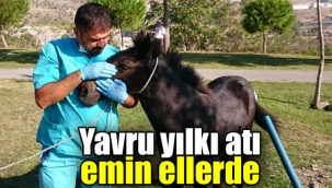 Yavru yılkı atı kurtarıldı