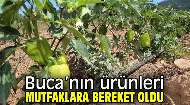 Buca'nın ürünleri mutfaklara bereket oldu 