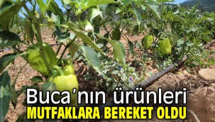 Buca'nın ürünleri mutfaklara bereket oldu 