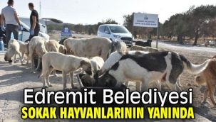 Edremit Belediyesi sokak hayvanlarının yanında
