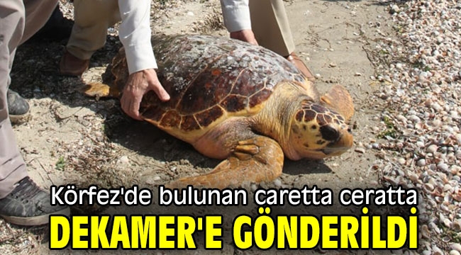 Körfez'de bulundu! DEKAMER'e gönderildi