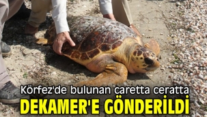 Körfez'de bulundu! DEKAMER'e gönderildi