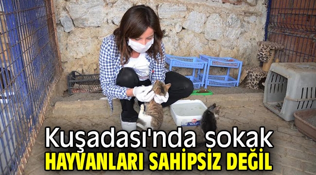 Kuşadası'nda sokak hayvanları sahipsiz değil