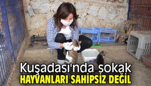 Kuşadası'nda sokak hayvanları sahipsiz değil