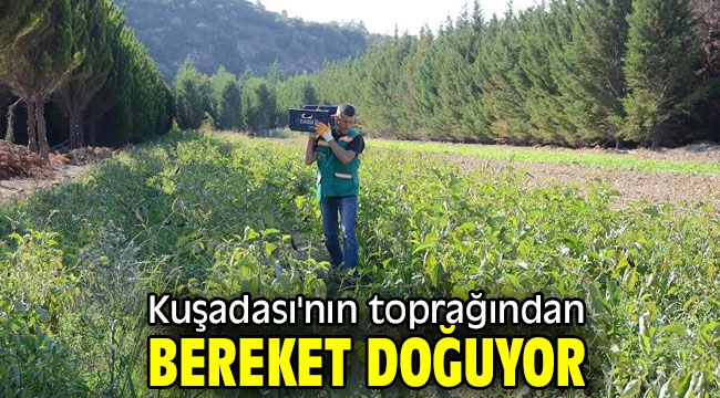 Kuşadası'nn toprağından bereket doğuyor