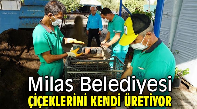 Milas Belediyesi, çiçeklerini kendi üretiyor