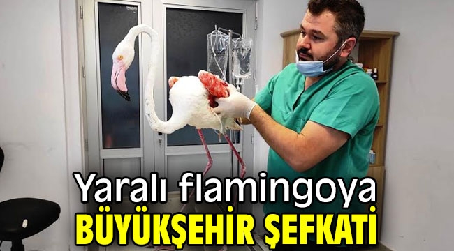 Yaralı flamingoya Büyükşehir şefkati