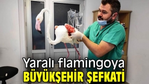 Yaralı flamingoya Büyükşehir şefkati