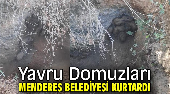 Yavru Domuzları Menderes Belediyesi Kurtardı