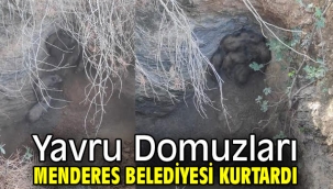 Yavru Domuzları Menderes Belediyesi Kurtardı