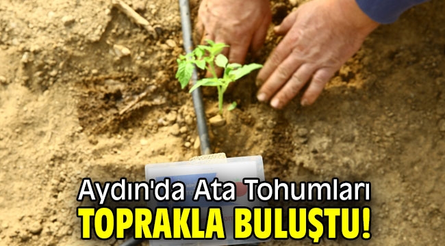 Aydın'da Ata Tohumları toprakla buluştu!